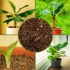 Soil Sunrise Olive Tree Potting Soil Mix, for Planting, Repotting, Growing Plants - 3 of 4