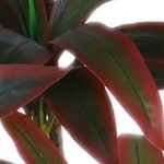 150cm red edge disassembled brazilian iron heightened white basin