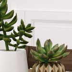 pecan wirebrush, walnut