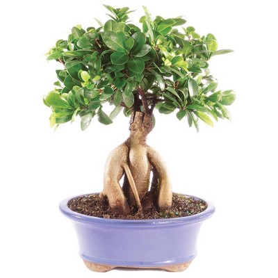 Medium Gensing Grafted Ficus Indoor Live Houseplant - Brussel's Bonsai