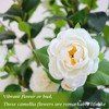 GustoWave 2pcs Artificial Camellia Tree - Realistic Camellia Leaves, White Camellia Flowers, Potted Camellia Tree, Indoor Home Decor Plant - 3 of 4
