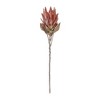 Melrose Protea Flower Stem (Set of 2) - 3 of 3