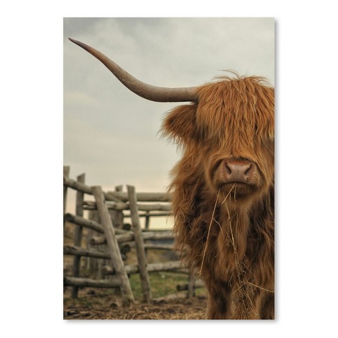 The Highland Cattle Posters & Wall Art Prints