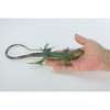 Collectible Wildlife Gifts | Iguana, High Quality, Hand Painted, Hard Rubber Lizard, Realistic Reptile, Toy Figure, Model, Gift,  15"  IM14 B654 - 2 of 4