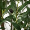 Sullivans 6' Artificial Potted Olive Tree - 2 of 3