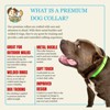 Country Brook Petz Premium Nylon Dog Collar with Metal Buckle for Small Medium Large Breeds - Vibrant 30+ Color Selection - 4 of 4