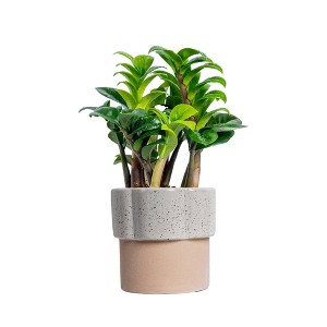 Live 4" Zenzi ZZ Potted Houseplant - 1 of 3