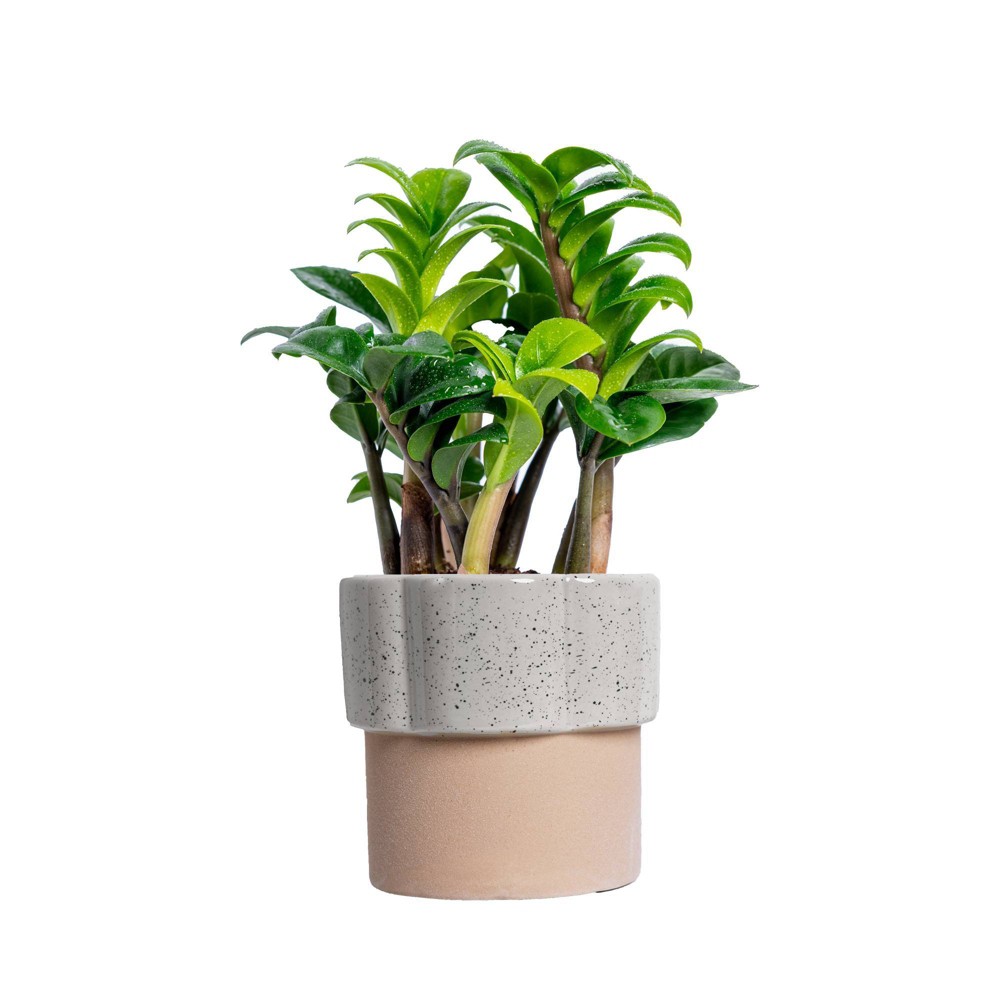 Live 4 Zenzi ZZ Houseplant in Planter