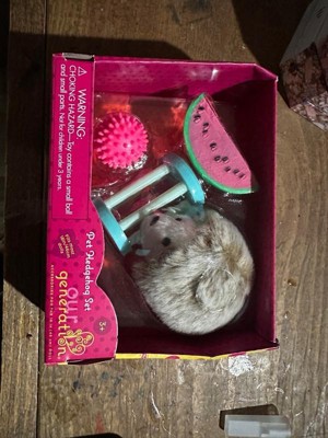 American sale girl hedgehog