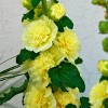 Van Zyverden 5ct Hollyhock Root Yellow - 3 of 4