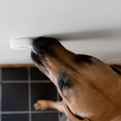 Wireless White Plastic Dog Potty Training Bell Set