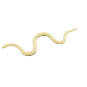 Collectible Wildlife Gifts | Albino Texas Rat Snake, Rubber Reptile, Educational, Realistic Hand Painted,  Model,   Gift,       5 1/2"     F2039 B39 - 1 of 4