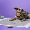 Puppy and Adult Dog Unscented Activated Charcoal Training Pads - L - 50ct - up&up™ - image 2 of 4