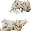 Uttermost Elemental Root Sculptures-Bleached Residi Wood with Natural Formations, Set of 2 - 3 of 3
