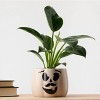 Halloween Enchanted Pumpkin White Live Houseplant - Good Little Garden™ - 4 of 4