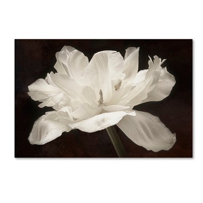 Framed Botanical White Tulip Canvas Art in Dark Brown Background