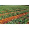 Tenax Hortonova Trellis Plant Net/Support, White 6.5' x 100' - 4 of 4