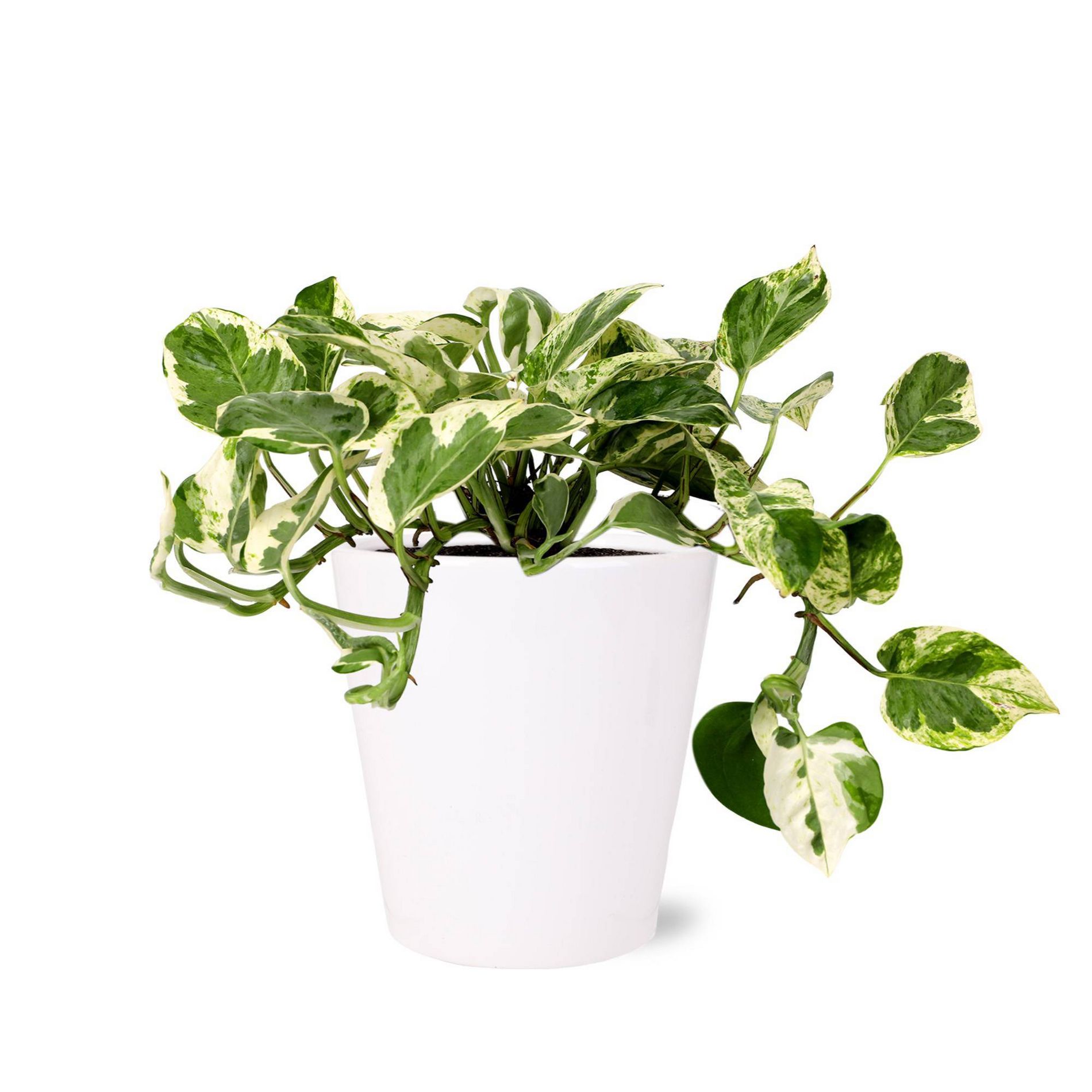 Live 5" Pothos Houseplant in Craft Planter