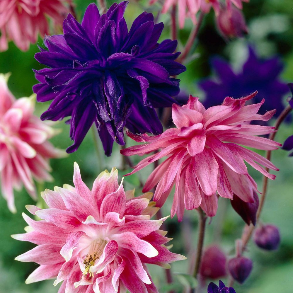 Photos - Garden & Outdoor Decoration Van Zyverden 8ct Rooms Aquilegia Columbine Pink and Blue Barlow Blend