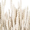 Vickerman 26" Dried Wheat Tarwe Triticum Bunch. This is a natural product, dimensions and color may vary plant to plant. - 2 of 3