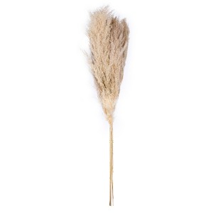 Vickerman 46" Dried Pampas Grass - 1 of 4