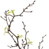 Northlight Curly Willow Artificial Sprays - 34" - Green - Set of 4 - 4 of 4
