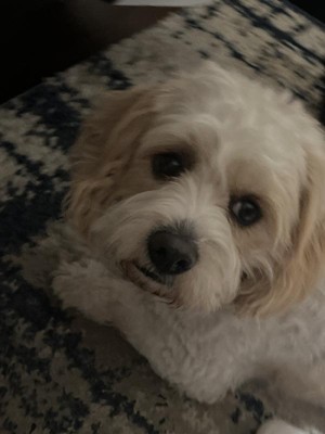 Guest review image 1 of 1, zoom in