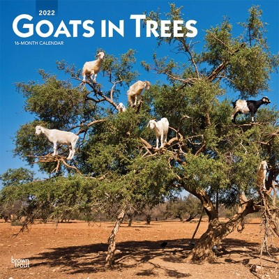 2022 Square Calendar Goats in Trees - BrownTrout Publishers Inc