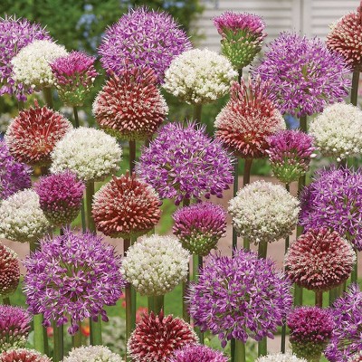 Set of 25 Allium Blend for Collectors Bulbs - Van Zyverden