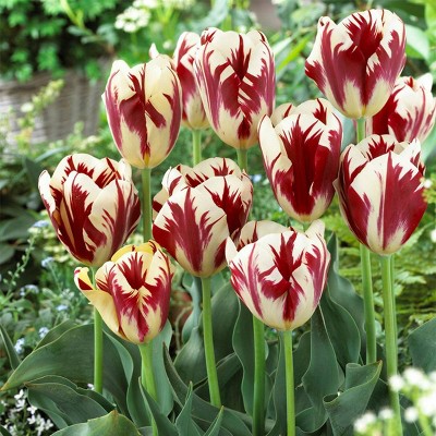 12ct Tulips Grand Perfection Bulbs - Van Zyverden