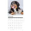 Willow Creek Press 2026 Kittens and Puppies Wall Calendar - 3 of 4