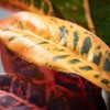 Sullivans Artificial 39" Blended Hue Croton Foliage, Multicolored - 2 of 2