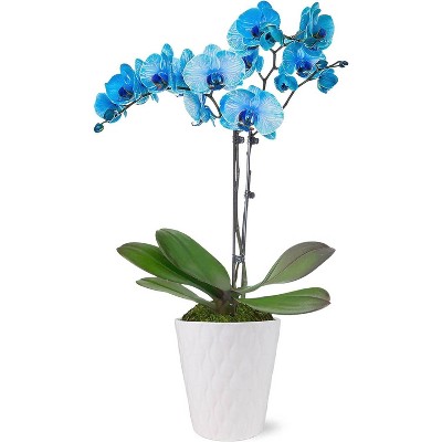 Live 5" Blue Watercolor Orchid Houseplant with Moss in Gray Pot