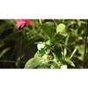 Ultimate Innovations Green 5" Plant Ties, 25pc: Flexible Gardening Support, No Applicable Warranty - 4 of 4