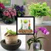 Soil Sunrise Long Fibered Sphagnum Peat Moss, for Orchid, Carnivorous Plant, Terrariums - 4 of 4