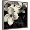 16"x16" Dogwood Flower No.3 by Gary Horsfall Framed Canvas Wall Art - Amanti Art: Modern Botanical Decor, Polystyrene Frame - 2 of 4