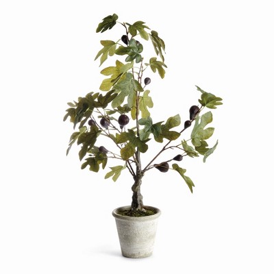 Plum & Post Fig Tree With Figs Potted Drop-In 34"