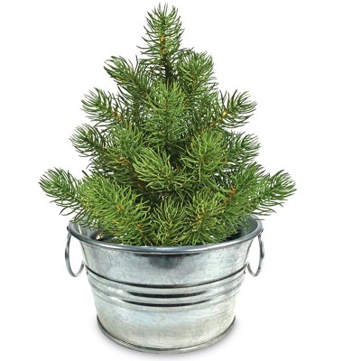 Collections Etc Grow Your Own Christmas Tree Plant Kit with Metal Pot