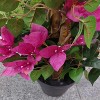 6ft Bougainvillea Artificial Tree, Fake Bougainvillea Tree with Flowers in Plastic Pot Front Porch Plants for Office House - 4 of 4
