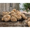 Van Zyverden Set of 5 Callas Lavender Sensation - 2 of 3