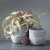 Sullivans Set of 2 Cement Pot Vase 7"H & 4"H Gray - 3 of 4
