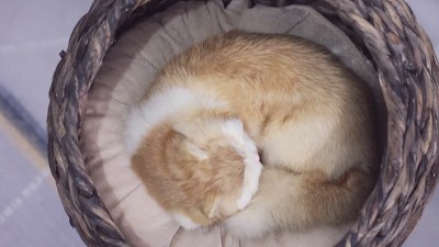 Small Round Natural Water Hyacinth Cat Bed with Cushion