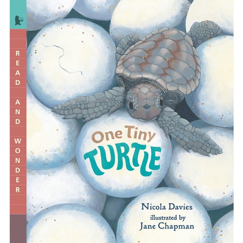 One Tiny Turtle - (read And Wonder) By Nicola Davies (paperback