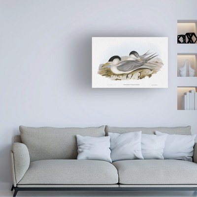 Elizabeth Gould Seabird Pairing V Canvas Art with Wood Frame