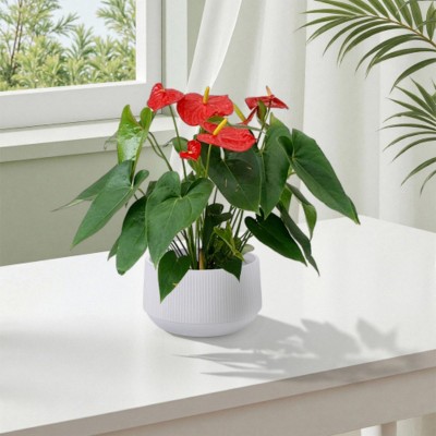 Syemin Planters 2 Pieces Ceramic Flowerpot, Modern Indoor Outdoor Planter for Patio, Garden or Windowsills, White, 11.22"*11.22"*6.5"