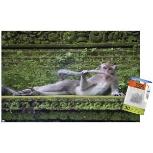 Trends International The Comedy Wildlife Photography Awards: Delphine Casimir - The Rainforest Dandy Unframed Wall Poster Prints - 1 of 4