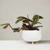 8" x 12.5" Planter with Wood Feet White - Storied Home: Ceramic, No Assembly, Indoor Use, Drain Plug - 2 of 4