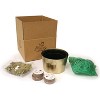 Van Zyverden 3ct Bulbs Amaryllis Kit Rapido with Iron Brass Textured Finish Bulb Pan Planter - 3 of 4