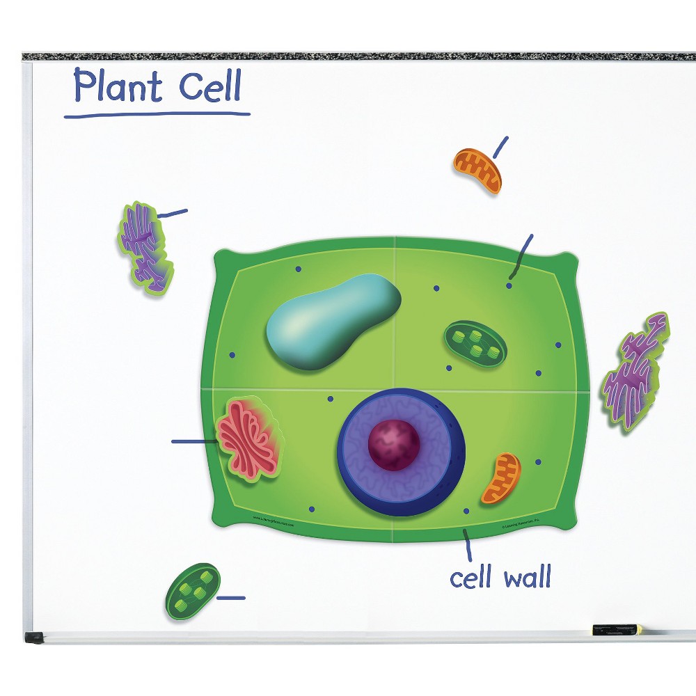 UPC 765023060386 product image for Learning Resources Giant Magnetic Plant Cell | upcitemdb.com