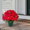 Puleo 22" Pre-Lit Battery-Operated Artificial Potted Red Poinsettias - 2 of 4